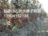 魁香(82-8)大榛子树苗